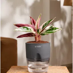 kyari Calathea Triostar Plant With Self Watering Pot- Grey-picture-31