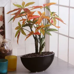 fourwalls Fabric Orange Ceramic & Japanese Maple Bonsai With Pot Artificial Plants-picture-44