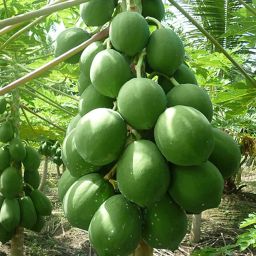 Papaya Hybrid Seed-image-28