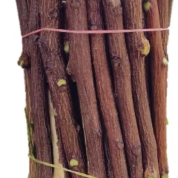 neem brush Hard Toothbrush-image-74