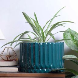 harla arts Fleeting Bliss (Medium) Dark Green Porcelain Desk Pot-picture-32