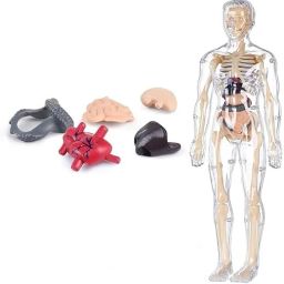 Human Body Structure Model 3D Puzzles, for 6+Year Old Kids-2