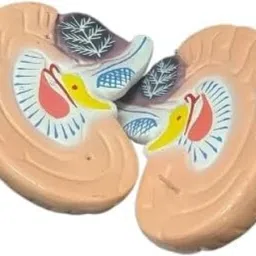 Human Brain 2 Parts Dissectible |Cross Section Brain Model-picture-26
