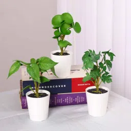 arick decor Pack of 3 Artificial Tabletops Potted Succulent Plants-picture-43