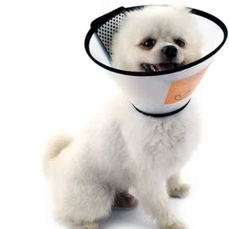 futaba Dog Recovery Anti-Bite Lick Wound Healing Surgery E- Collar - Size N1 (44-48 Cm) Dog & Cat Head Collar-picture-10