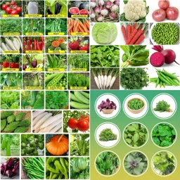 Vegetable seeds for rainy season biij 218 Seed-image-72