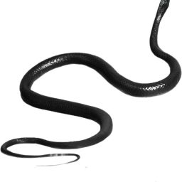 Buy Fake Snakes Toys Prank Fake Gags toy Funny Halloween Toy Prank Snake Gag Toy-10