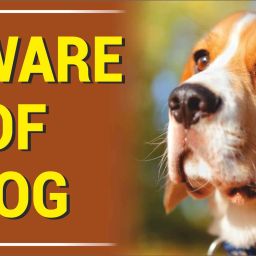 BEWARE OF DOG beagle Emergency Sign-image-80
