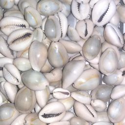 Natural pooja Laxmi Cowrie Lakshmi Gavvalu Kawry Kodi Kauri 200 pieces Decorative Showpiece-2 cm-image-66