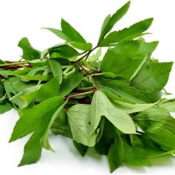 AMBADI / GONGURA (FRESH GREEN) SEEDS - PACK OF 200 SEEDS Seed-image-39
