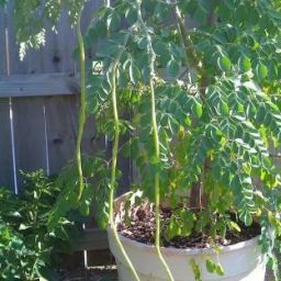 Moringa , Drumstick Seed-image-77
