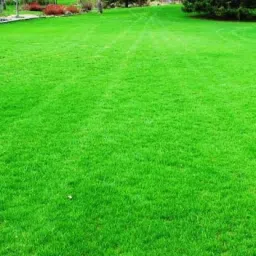 Mexican grass seeds Seed-picture-25