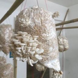 Oyster Mushrooms Grain Spawn Seeds – First Generation High Yield White Seed-12