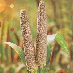 HYBRID BAJRA 1 kg Seed-image-35
