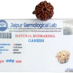 Ganesh Rudraksha Nepal Lab Certified, 100% Original 6 Mukhi Size 18-21 mm Natural Brown Color for Men and Women Wood Pendant-picture-25