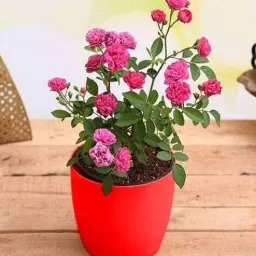 nurserylive Miniature Pink Rose Natural Plant-picture-45