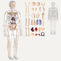 countrylink 3D Human Body Model Toy for Kids with Skeleton&Organs STEM Anatomy Learning Kit-picture-7