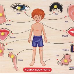 Wooden Human Body Parts Educational Tray with Knob-image-23