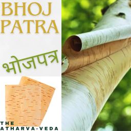 2Pc Original bhojpatra sheet, bhoj patra for yantra, Betula utilis, Bhurjapatra Wooden Yantra-image-25