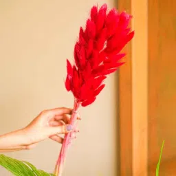 artecasa Bunny Red 50 Stems Natural Dried Flowers-picture-27