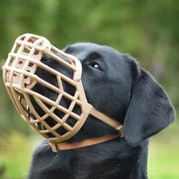 Best Quality Plastic Dogs Muzzle Basket ,Strong But soft Material (NO6) Extra Large Other Dog Muzzle-12