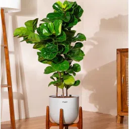 kyari Bambino With Arbor Pot - Grey-picture-18