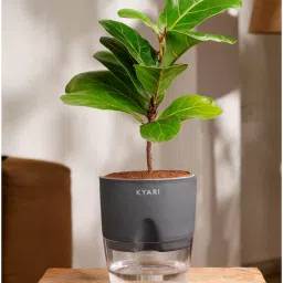 kyari Ficus Lareta/Fiddle Fig Plant With Self Wateringing 4Inch Pot- Grey-picture-20