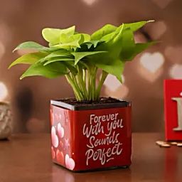 Money Plant In Forever With You Sounds Perfect Sticker Vase Hand Delivery-image-80