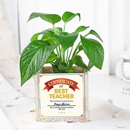 Personalised Money Plant Teachers Day Gift-image-23