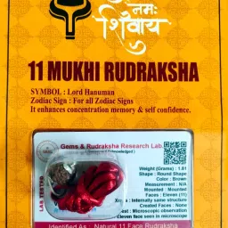100% Genuine 11 Mukhi Nepali Rudraksha eleven Faced Rudraksh With Lab Tested Wood-image-54
