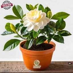 Jasmine Plant-image-97