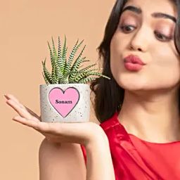 Haworthia Harmony-image-81