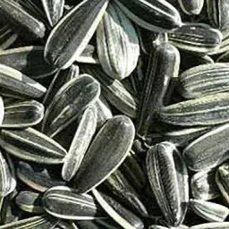 Sunflower Seeds for Farming and Gardening pack of 1 kg Seed-image-50