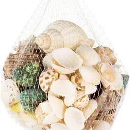 amaco Sea Shell Aquarium Home Decoration Sea Shell Used Aquarium/Table Decors Shale Shale Unplanted Substrate-picture-18