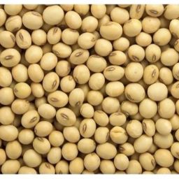 soyabean seeds Seed-image-34
