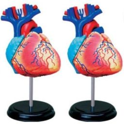 Human Heart Anatomy Model...-image-45