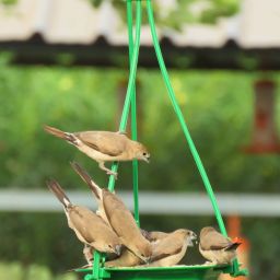 Tray Bird Feeder-image-41