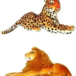 Combo of 2 Pcs Lion and Cheetah Stuffed Soft Toy For Baby Boy and Baby Girl - 32 cm (Multicolor) - 32 cm-4