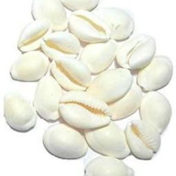 Pure White 21 Kaudi / Koudi Shells- for Laxmi Pooja | Diwali Pooja | Deepawali P Decorative Showpiece Stoneware Yantra-image-36