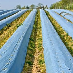 Agriculture Mulching Sheet/Paper 30 Micron/ 400 Meter Length- 4 Feet Width Garden Mulch-image-78
