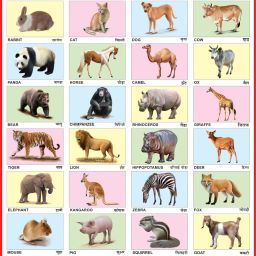 Early Learning Educational Charts for Kids | Animals Chart For Kids | 20x30Inch (51x76cm)| Laminated chart | Perfect for Homeschooling, Kindergarten and Nursery Students| Waterproof and Non tearable Wall Chart | Gloss Laminated Paper Print. Paper Print-6