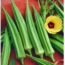 Green ladies finger seeds pack of 27 Seed-image-82