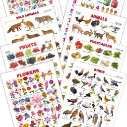 Kid's 1st Learning Charts [S] : Set 8 (Hindi Varnamala, Numbers 1 to 10, Wild Animals, Domestic Animals, Fruits, Vegetables, Flowers & Birds)-21