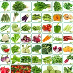 Agnico 45 Varieties of Vegetable Seeds Seed-picture-18