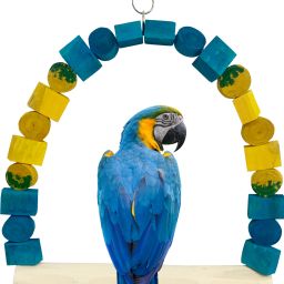 78X50cm Macaw Colour Swing Wooden Training Aid For Bird-image-24
