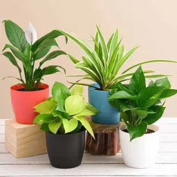 nurserylive Spider , Money(2), Peace Lily Natural Plant-picture-15