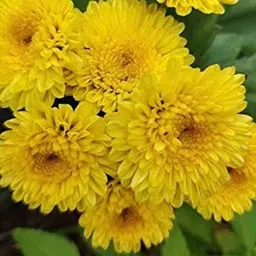 Sevanti(Chrysanthemum) Yellow Flower Seeds Seed-picture-20