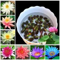 Lotus Seeds - 20 Pack, Japanese Rainbow Dwarf Lotus for Home & Garden Decor Seed-image-32