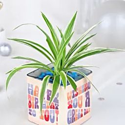 Birthday Spider Plant Joy-image-79