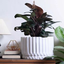 harla arts Fleeting Bliss (Medium) White Porcelain Floor Planters-picture-36